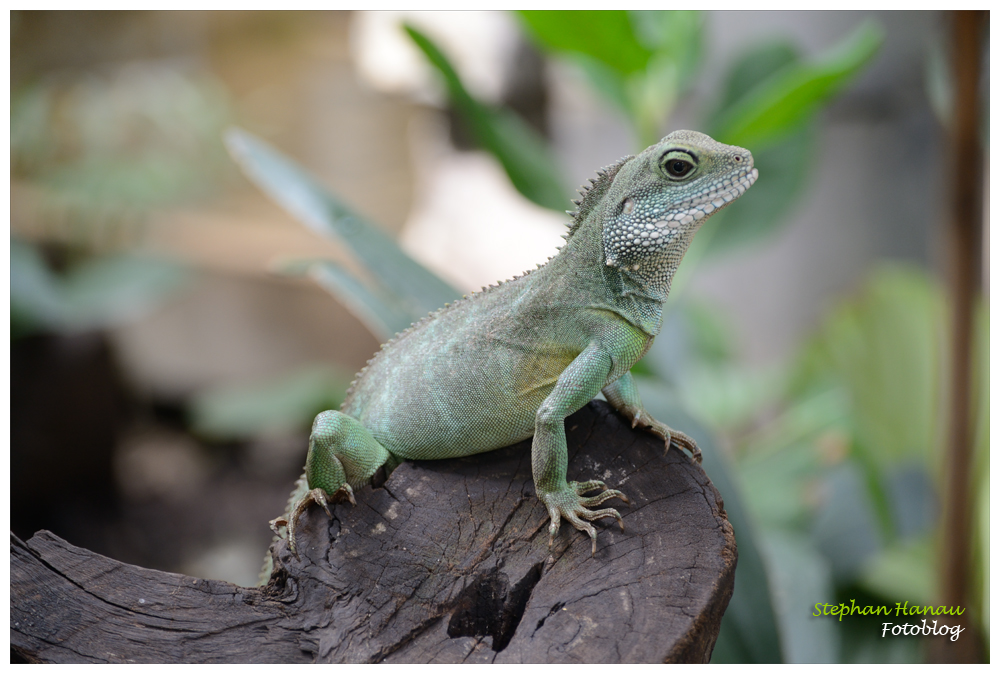 ARTIS Zoo Amsterdam