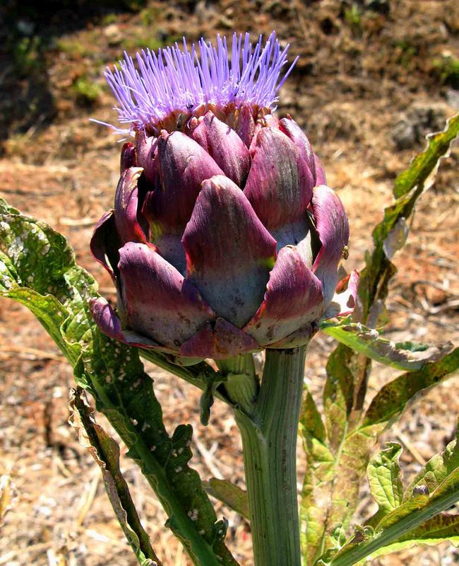 Artischocke auf der Insel Samos 2007.