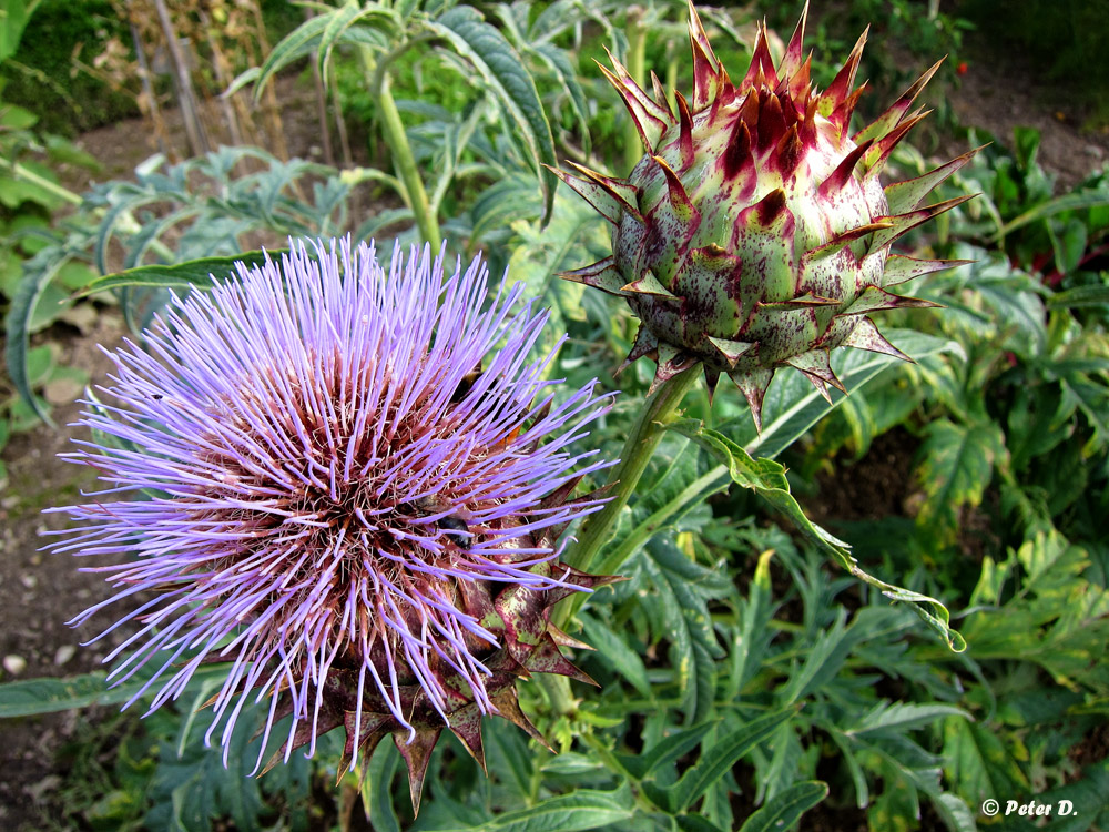 Artischocke & Blüte