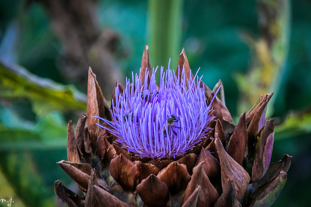 Artischocke Blüte Blume mit Biene