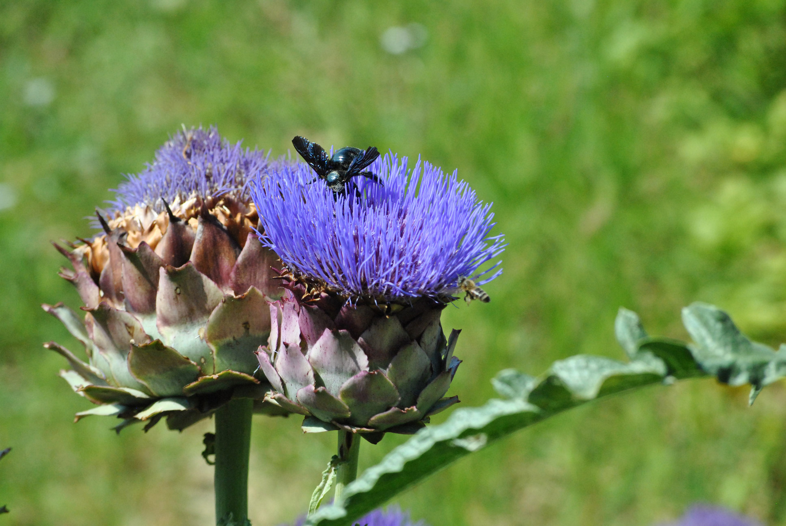 Artischocke - Imbiss-Stand für Insekten