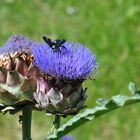 Artischocke - Imbiss-Stand für Insekten