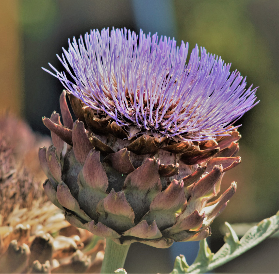 Artischocke in der Blüte / Der Sommer war Heiss und trocken