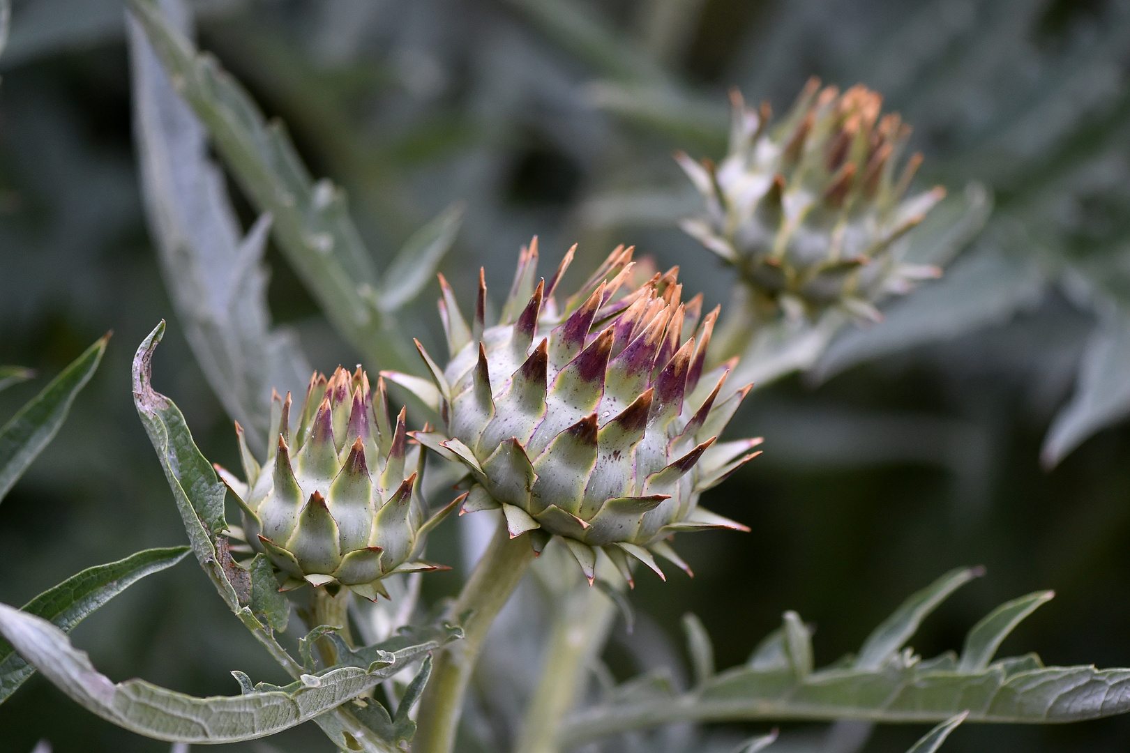 Artischocke Knospiger Blütenstand