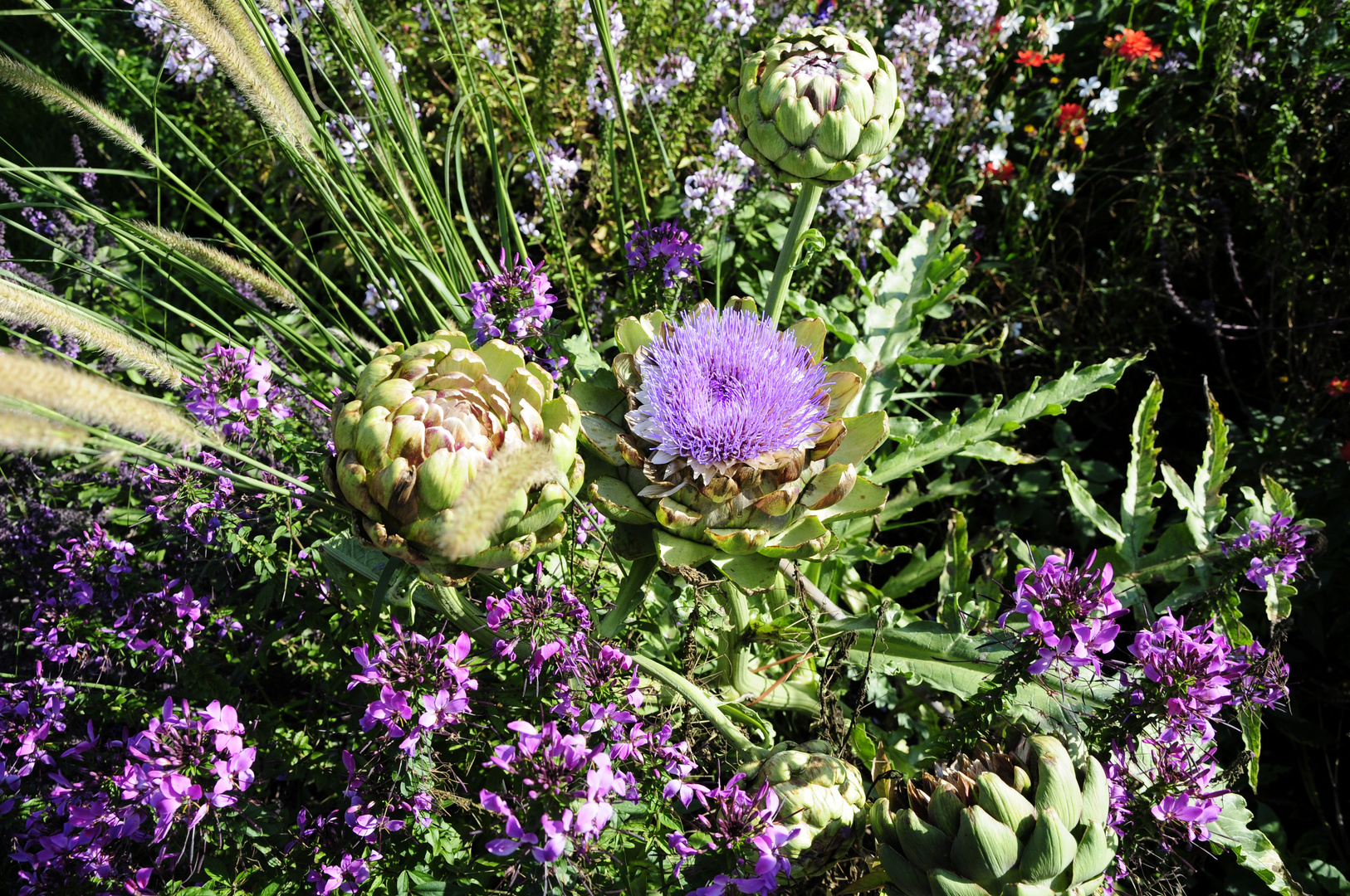 Artischocke mit Blüte 2 - Park der Gärten