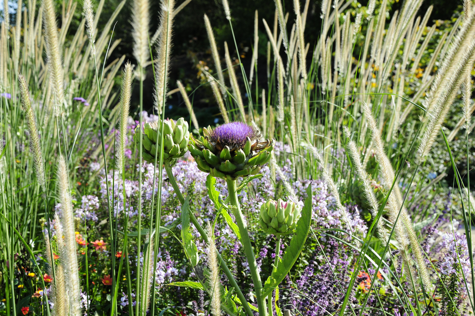 Artischocke mit Blüte 3 Park der Gärten Foto & Bild pflanzen, pilze