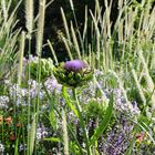 Artischocke mit Blüte 3 - Park der Gärten