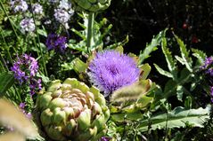 Artischocke mit Blüte