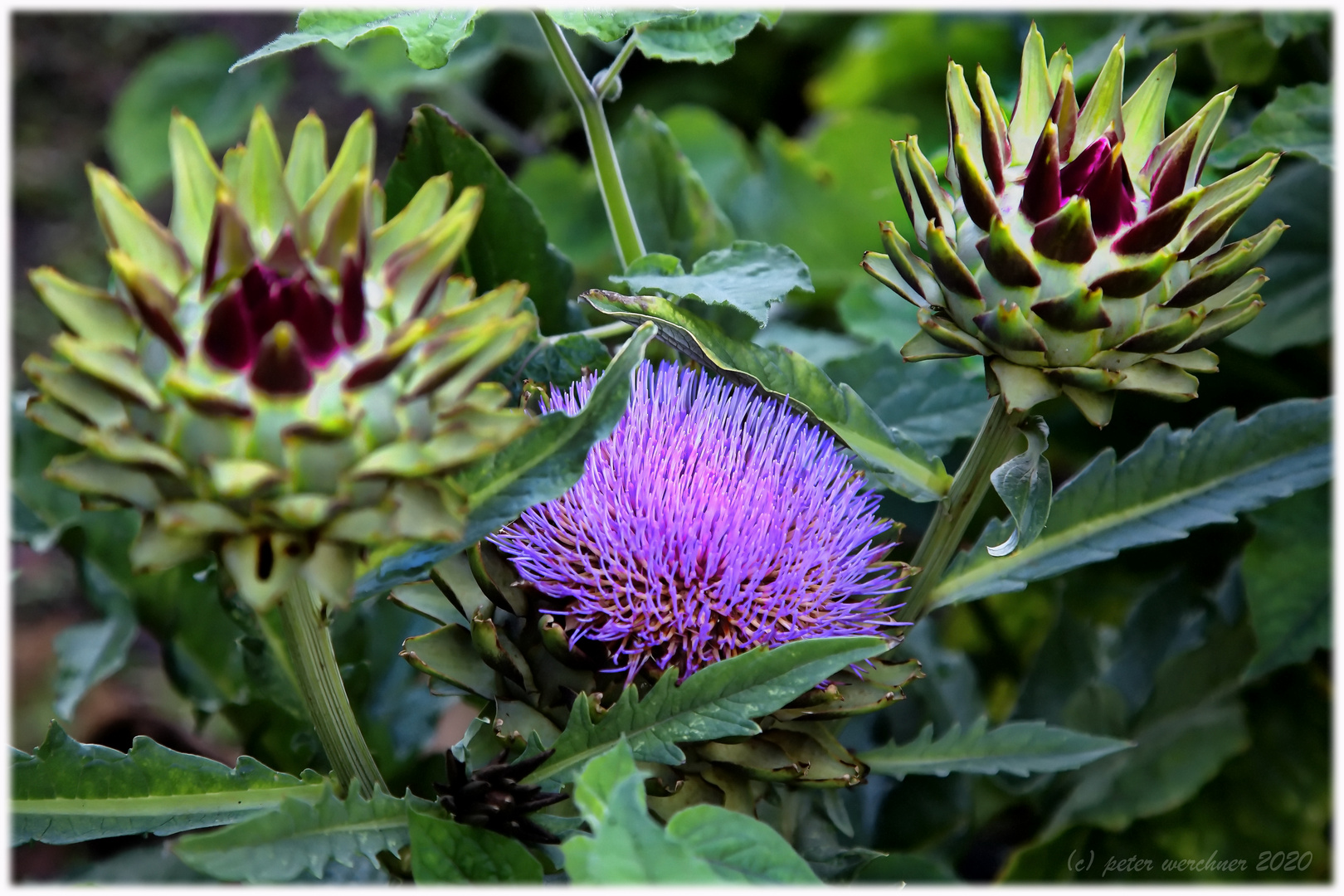   -  Artischocke mit Blüte  -