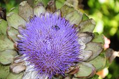 Artischocke mit Blüte mit Biene 2 - Park der Gärten