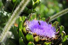 Artischocke mit Blüte mit Biene - Park der Gärten