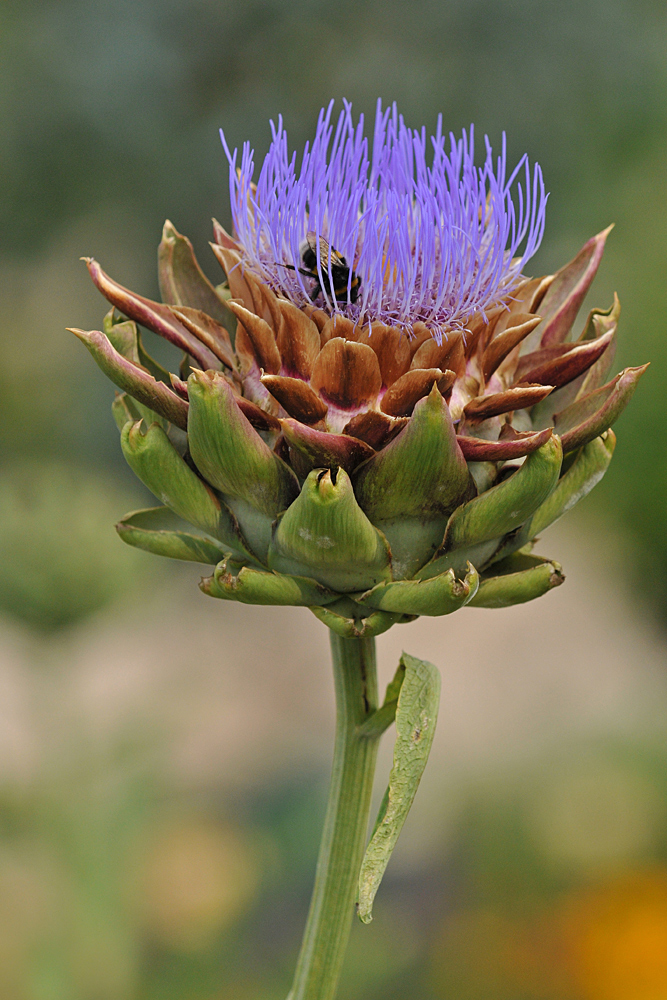 Artischocke mit Hummel