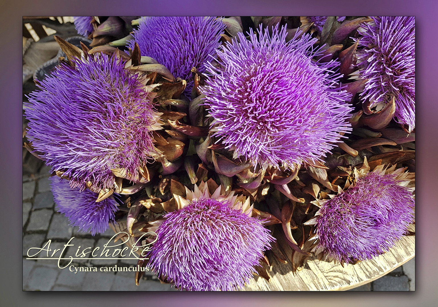 Artischocken Foto &amp; Bild | lila, natur, herbst Bilder auf fotocommunity