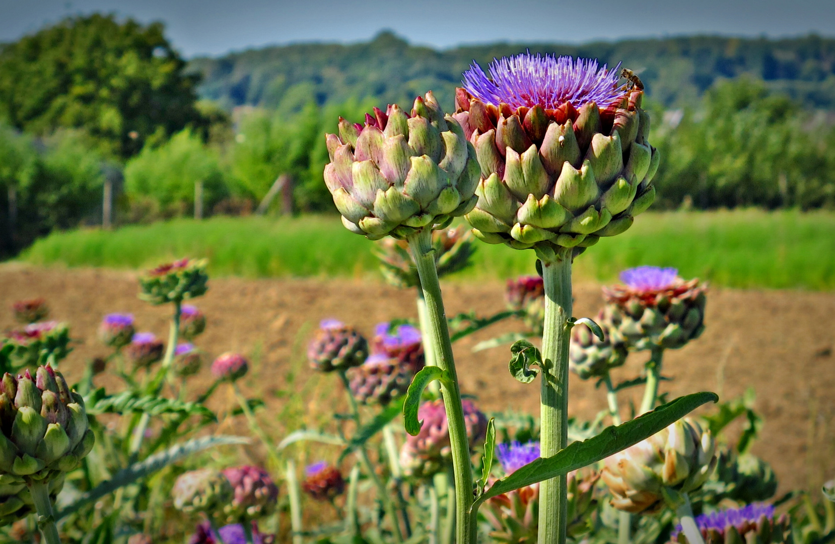 Artischocken - Blüte