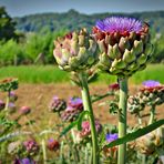 Artischocken - Blüte