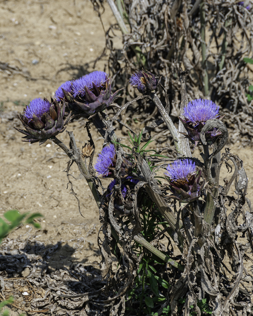 Artischocken-Blüte