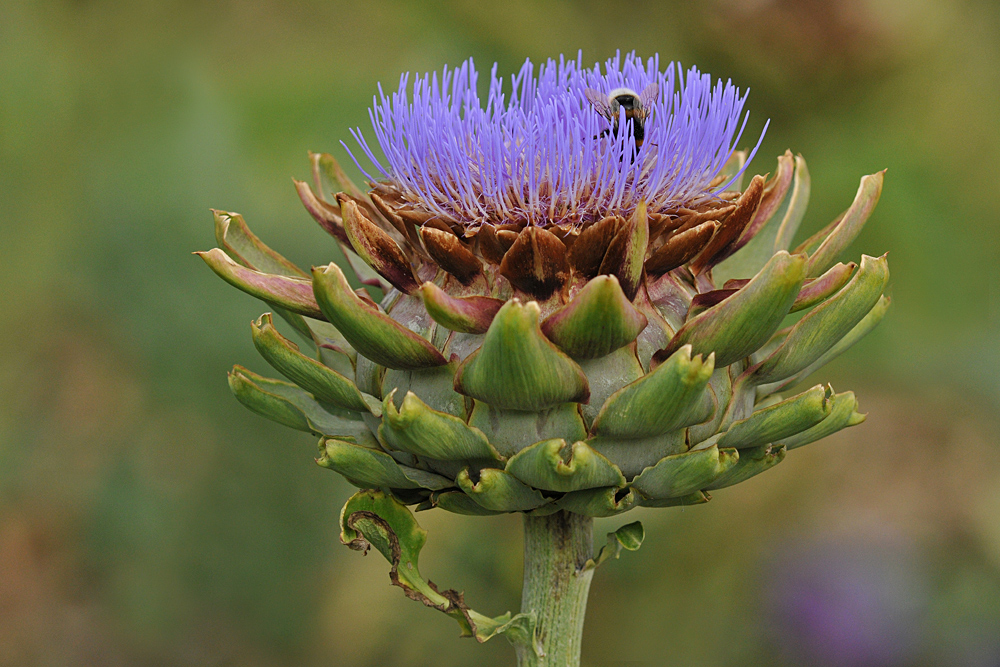 Artischocken – Hummel – Futterstelle