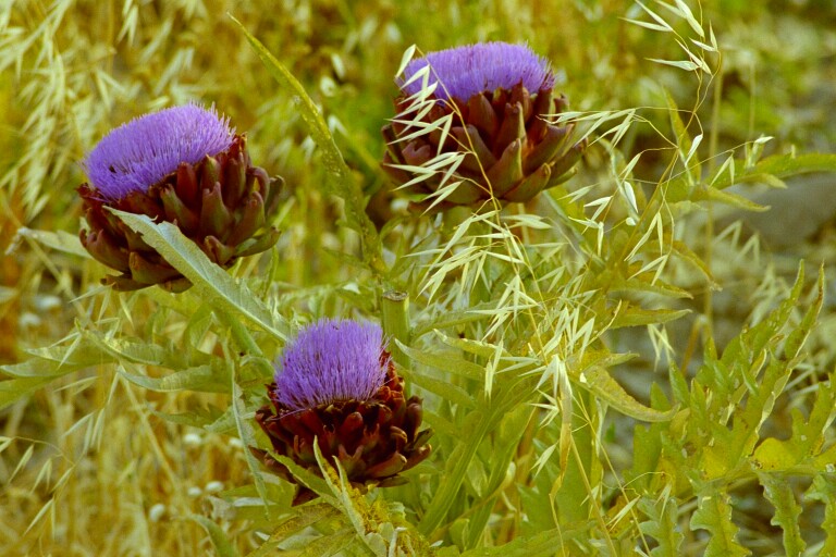 Artischocken in Blüte