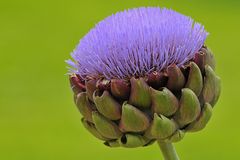 Artischocken – Mecki