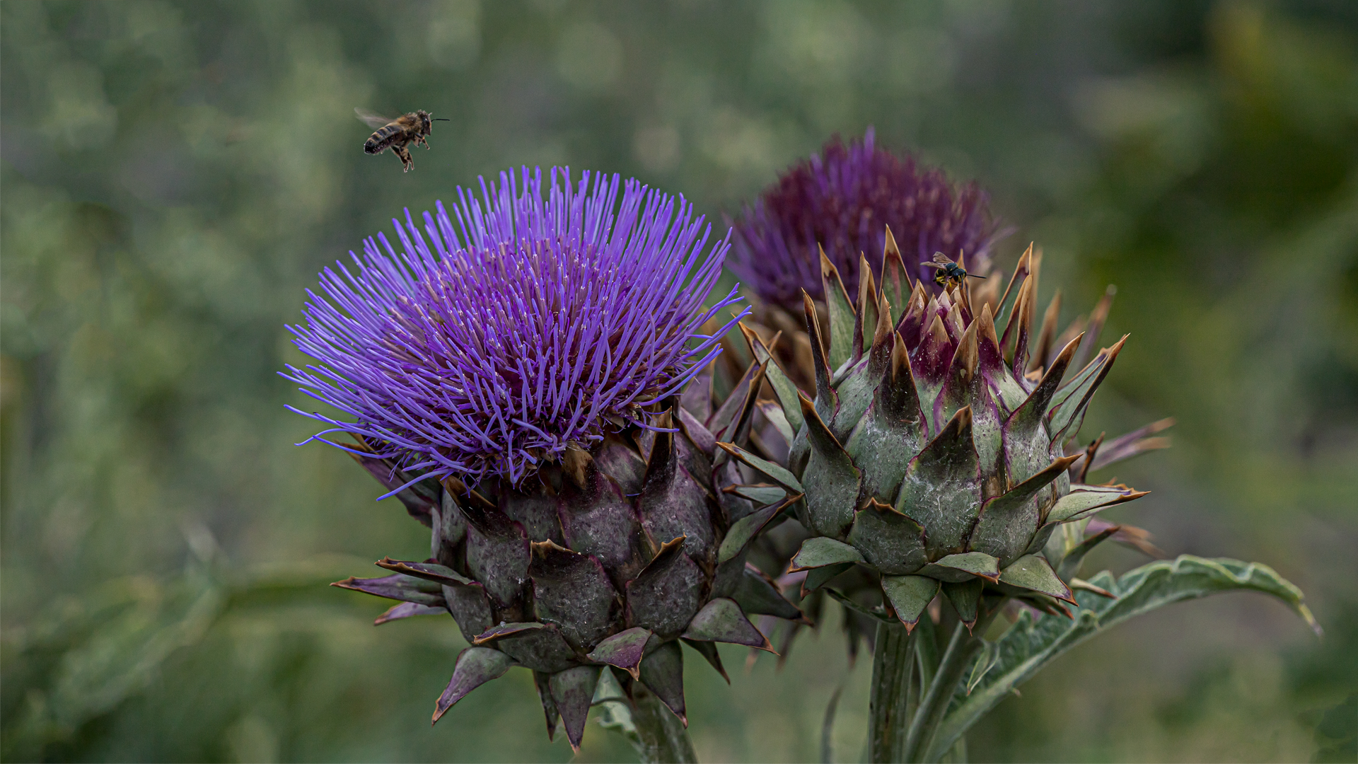 Artischockenblüte