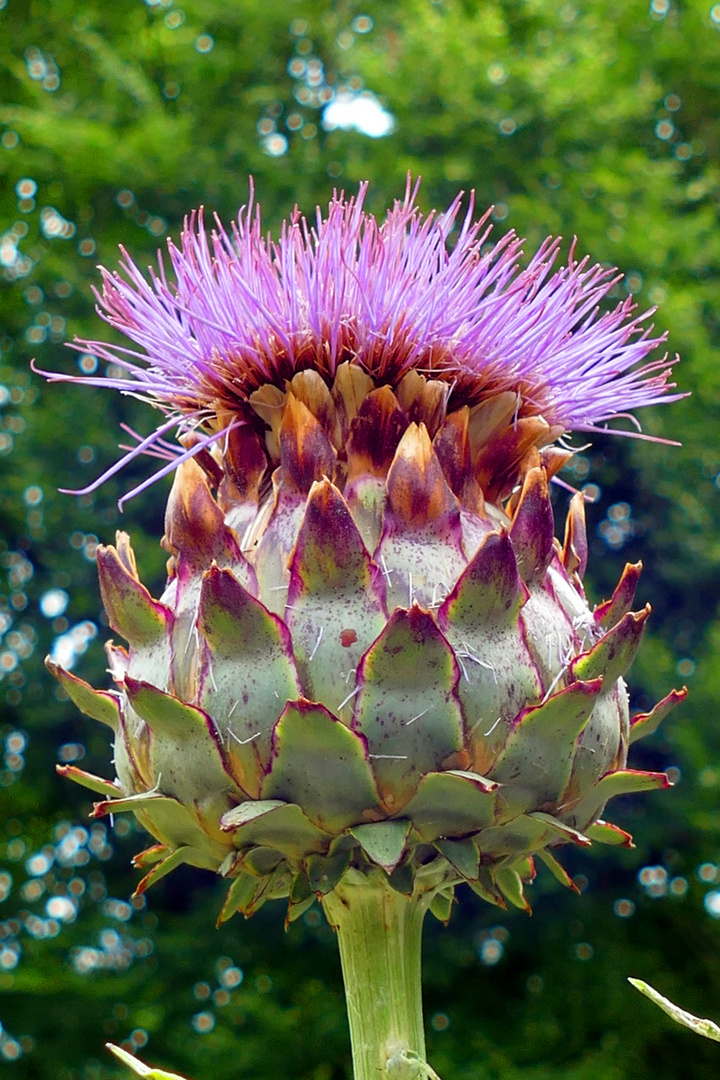 Artischockenblüte