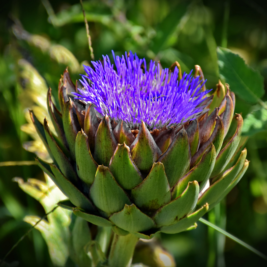 Artischockenblüte