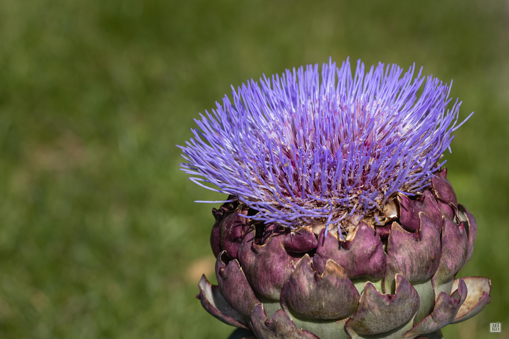 Artischockenblüte