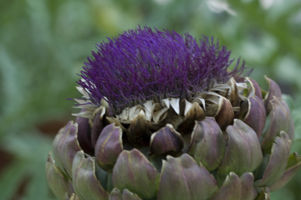 Artischockenblüte