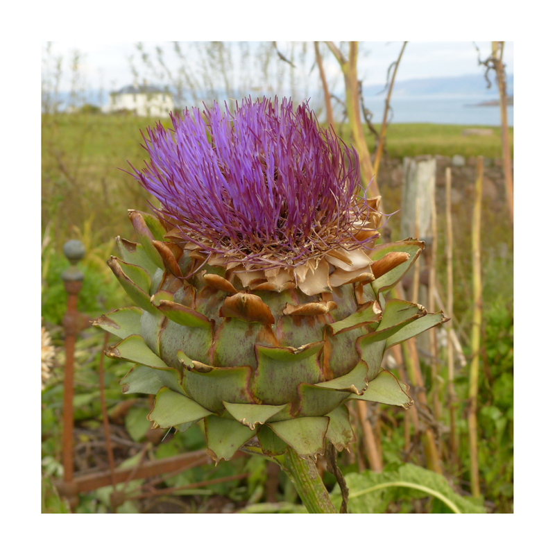 Artischockenblüte auf Iona