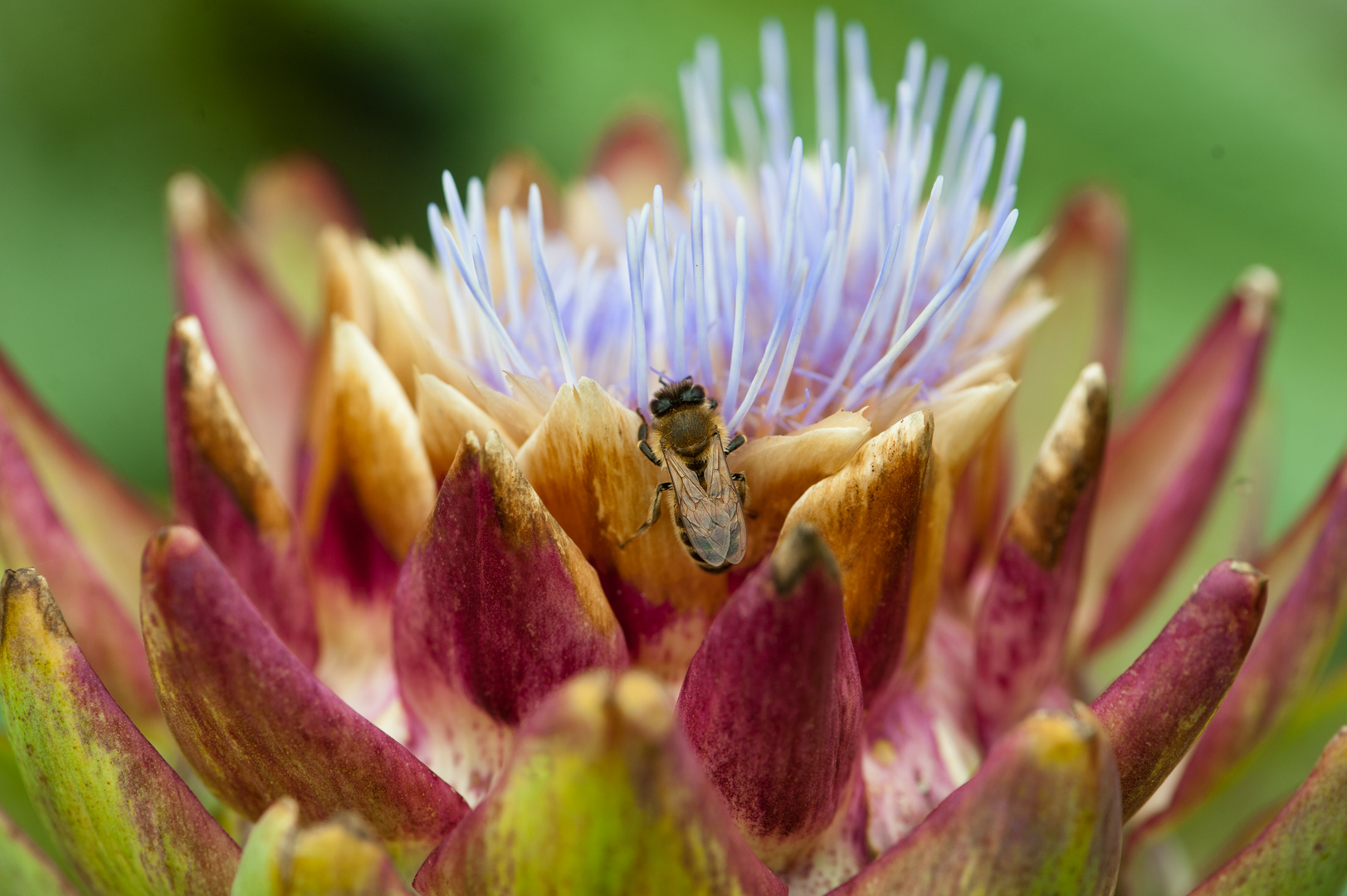 Artischockenblüte mit Biene