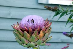 Artischockenblüte mit Hummel