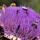 Artischockenblüte und der Bienenbesuch - Parc du Wesserling (Alsace)