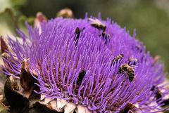 Artischockenblüte und der Bienenbesuch - Parc du Wesserling (Alsace)