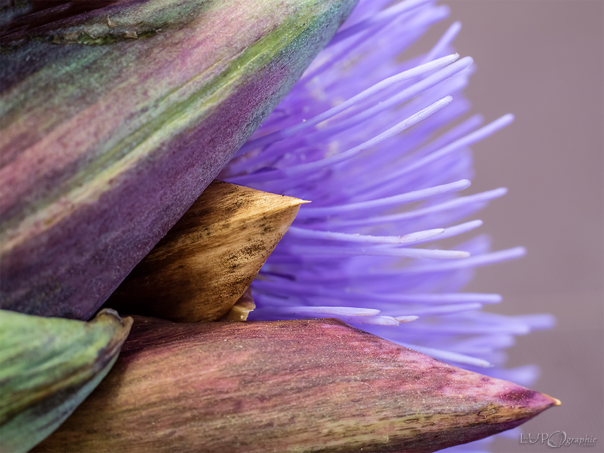 Artischockenblüten-Details