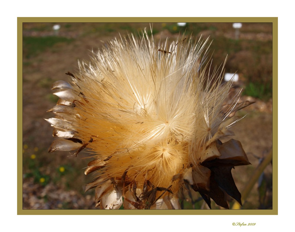 Artischokenblüte im Spätherbst