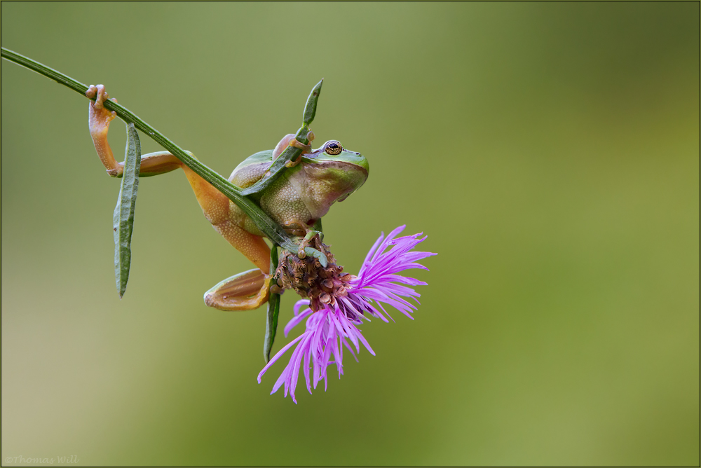 [ Artisten der Natur ]