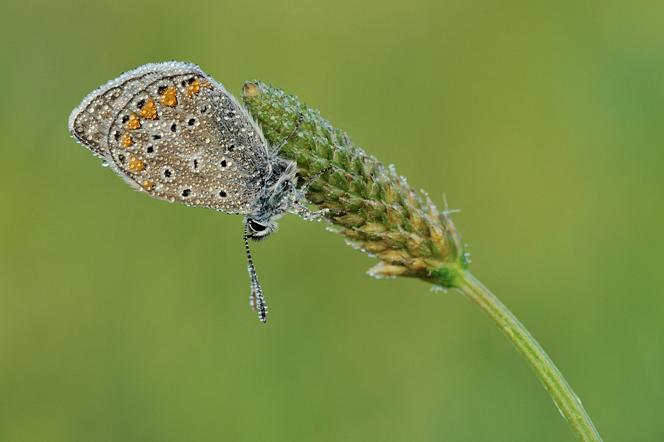 *Artisten der Wiese*