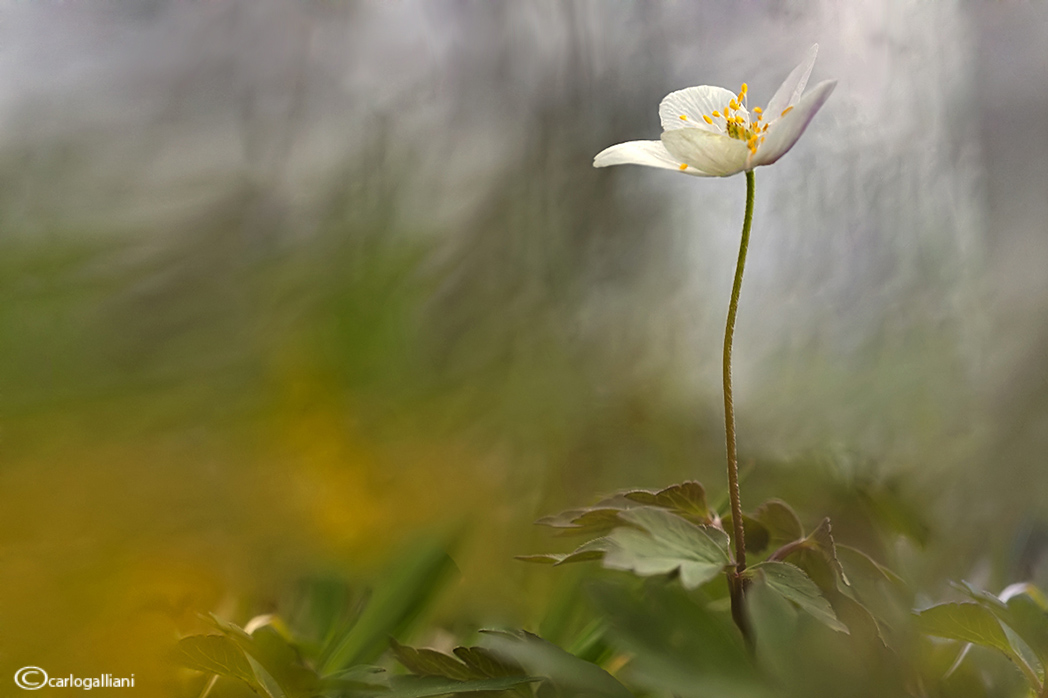 Artistic flowers