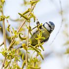 Artistisch und flink hangelte sich die Blaumeise (Cyanistes caeruleus, Syn.: Parus caeruleus) . . .