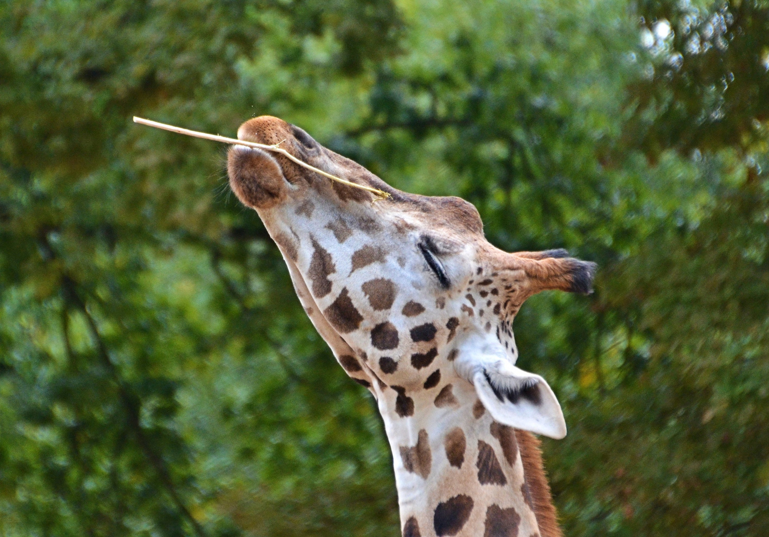 Artistische Höchstleistung fast im Schlaf. Zoo Hannover