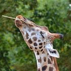 Artistische Höchstleistung fast im Schlaf. Zoo Hannover