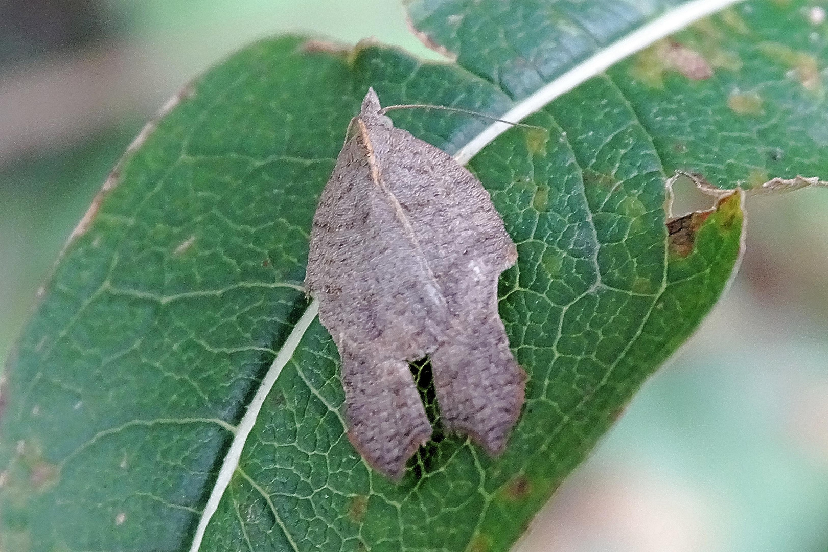 Artkomplex Acleris emargana und A. effractana 