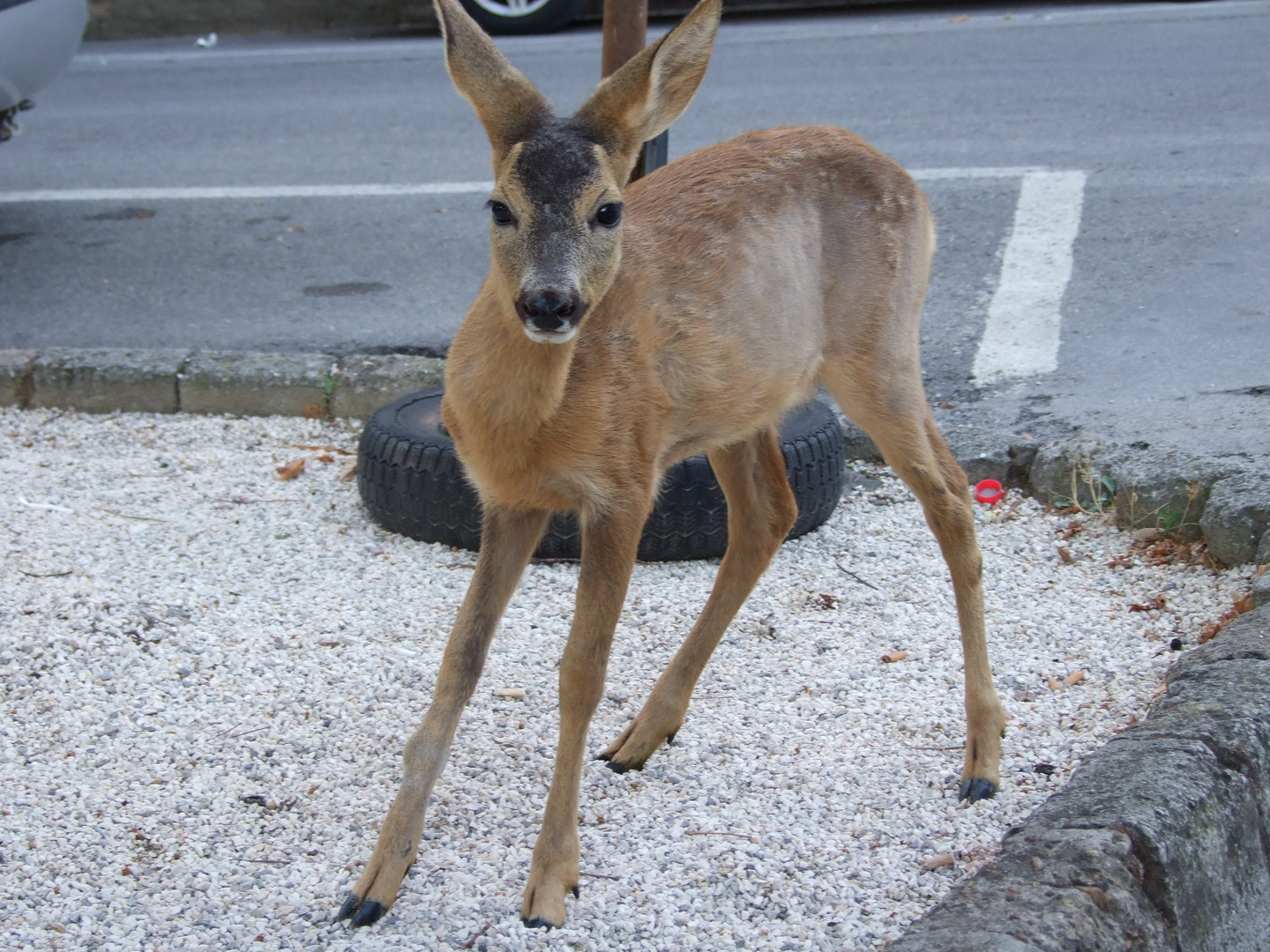 Arturo in città