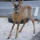 Arturo in città