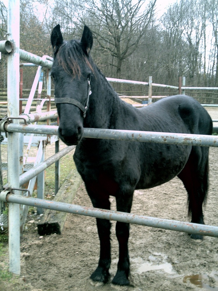 Artus auf dem Padock