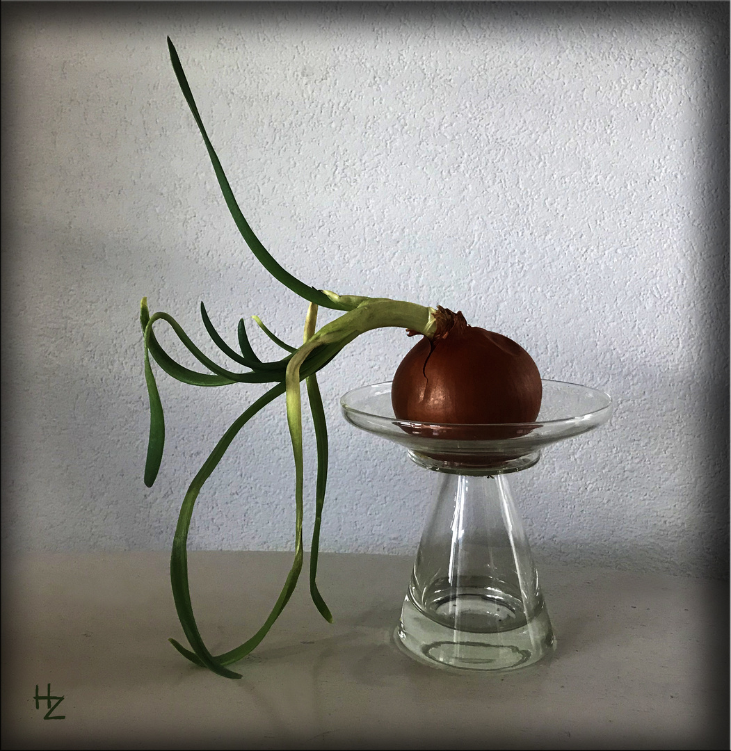 arty onion :) 