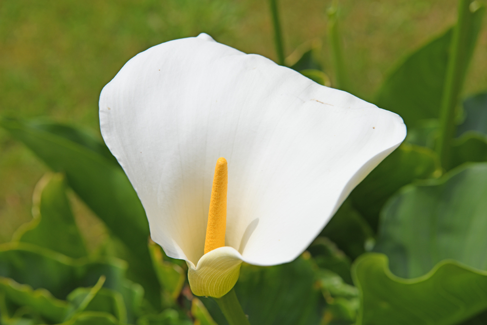 Arum photo et image fleurs nature 21 05 2019 Images fotocommunity Arum photo et image fleurs nature 21 05 2019 Images fotocommunity