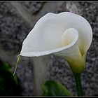 arum de mon jardin