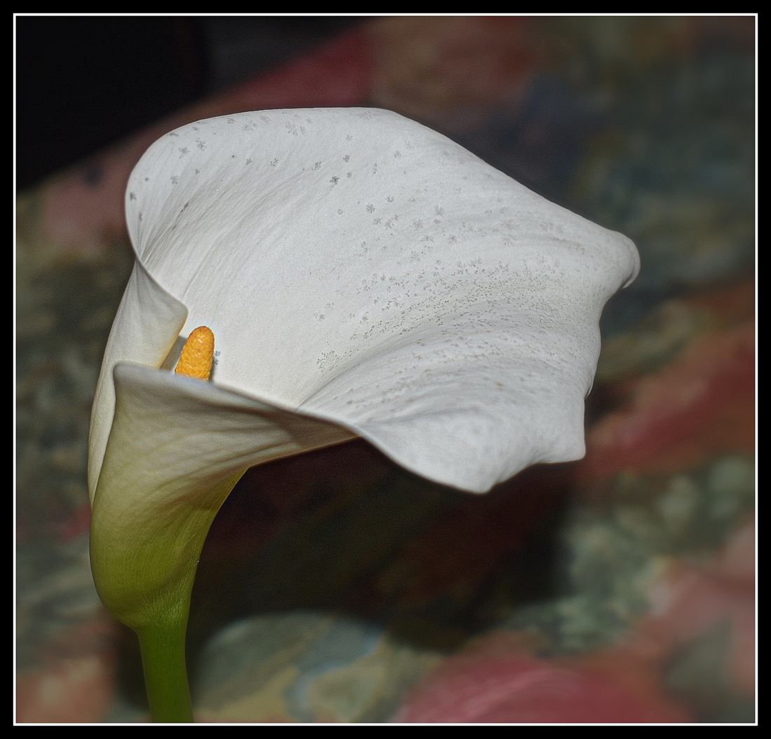 arum de mon jardin