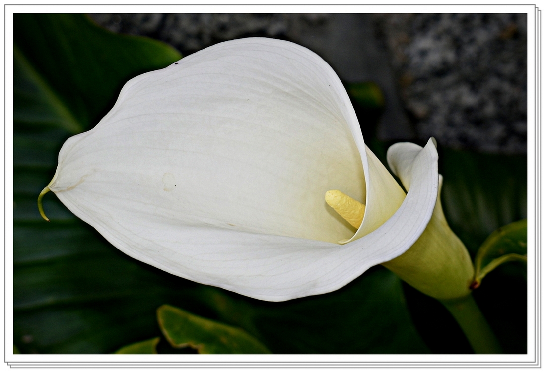 arum de mon jardin